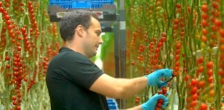 Inside the Netherlands’ greenhouse empire. Photos show how it became the world’s second-largest agricultural exporter.