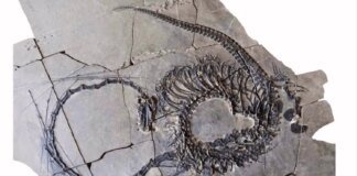 240-million-year-old "dragon" fossil found in China