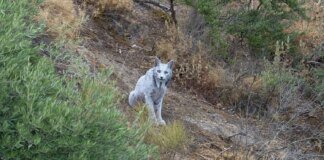 Rare Iberian lynx with white fur spotted in Southern Spain