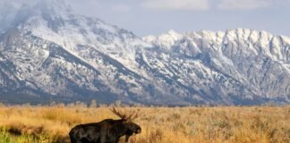 The 10 most visited national parks are open during the government shutdown. Here’s what to expect if you go.