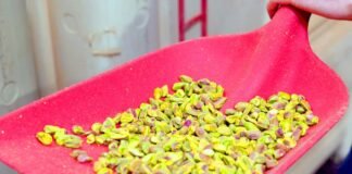 How California produces 99% of America’s pistachios in a drought