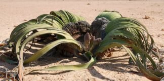 AI helps decode the epigenetic ‘off-switch’ in an ugly plant that lives for 3,000 years