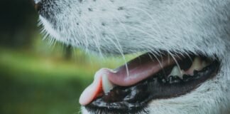 How to Keep Your Dog’s Teeth Healthy: The Ultimate Dental Care Guide for Pet Owners