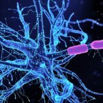 Scientists have discovered a way to curb anxiety by influencing brain neurons