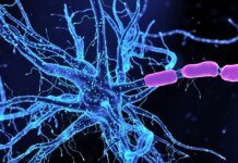 Scientists have discovered a way to curb anxiety by influencing brain neurons