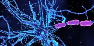 Scientists have discovered a way to curb anxiety by influencing brain neurons