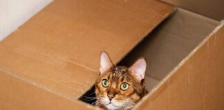 In Germany, a woman accidentally sent a cat by mail