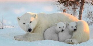 Polar bears can adapt to survival in a warmer climate – study