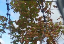 Partisans reconnoitered a key logistics hub of the Black Sea Fleet in Sevastopol