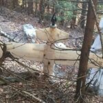 Unknown drone with a parachute found in a forest in Romania