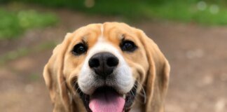 California declares "red zone" due to deadly leptospirosis outbreak in pets