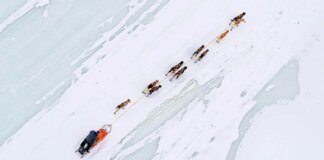 Dog sled race in Greenland: Trump's special envoy's invitation canceled