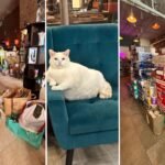 How ICE chaos and a boycott plan are turning Minnesota retailers into community spaces