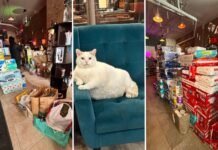 How ICE chaos and a boycott plan are turning Minnesota retailers into community spaces