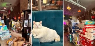 How ICE chaos and a boycott plan are turning Minnesota retailers into community spaces