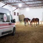 Rescue operation in Kharkiv region: 19 horses evacuated from the frontline zone