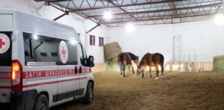 Rescue operation in Kharkiv region: 19 horses evacuated from the frontline zone