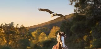 The Safer Bowl: With tensions running high, Super Bowl advertisers avoid politics and play for laughs