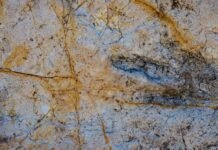 AI app DinoTracker identifies dinosaur footprints with 90% accuracy