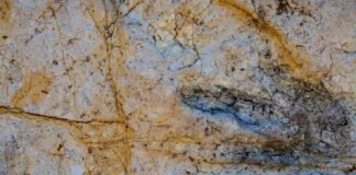 AI app DinoTracker identifies dinosaur footprints with 90% accuracy