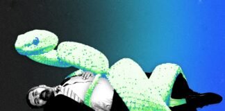 Can AI Kill the Venture Capitalist?