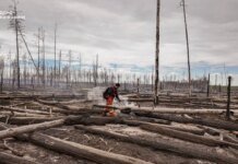 Rescuers have been trying to extinguish a fire in the Exclusion Zone for over a day; the fire has covered more than 80 hectares