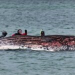 The carcass of Timmy the whale off the coast of Denmark could explode at any moment – expert