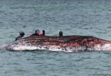 The carcass of Timmy the whale off the coast of Denmark could explode at any moment – expert