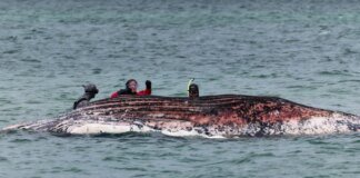 The carcass of Timmy the whale off the coast of Denmark could explode at any moment – expert
