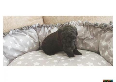 Miniature poodle red brown and black in Germany