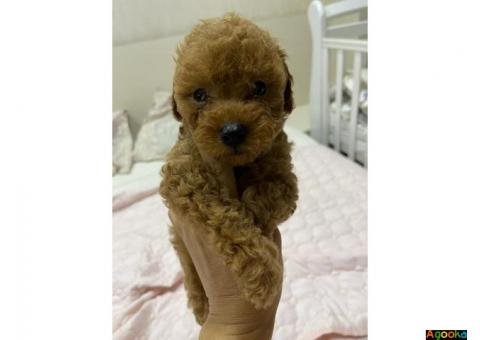 Miniature poodle red brown and black in Germany